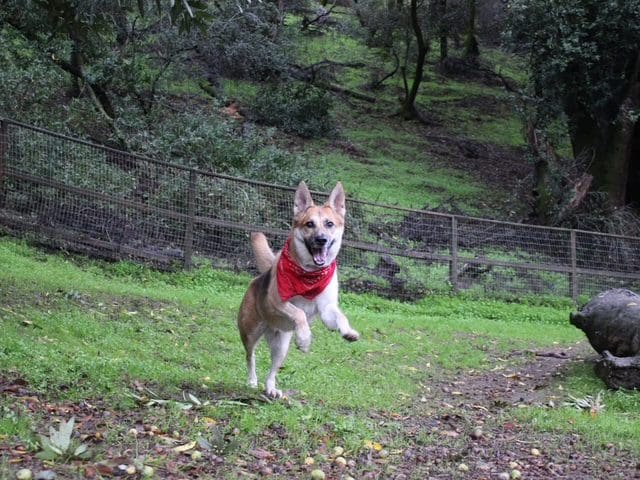Energetic dog running through a lush green forest wearing a red bandana.