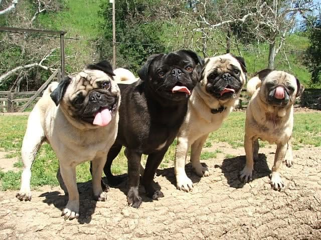 Four pugs standing outdoors on a sunny day.